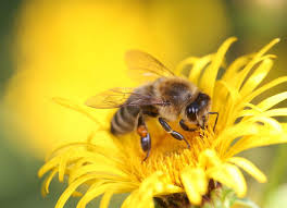 El importante rol de las abejas en la biodiversidad.jpg